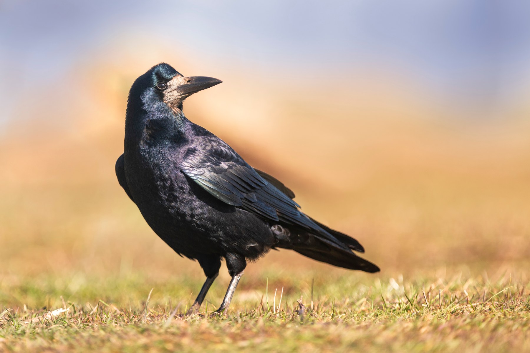 Close up image of a black Rook bird standing in a field.