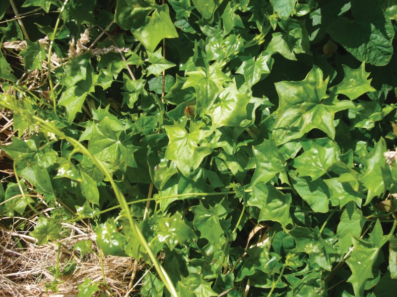 german-ivy