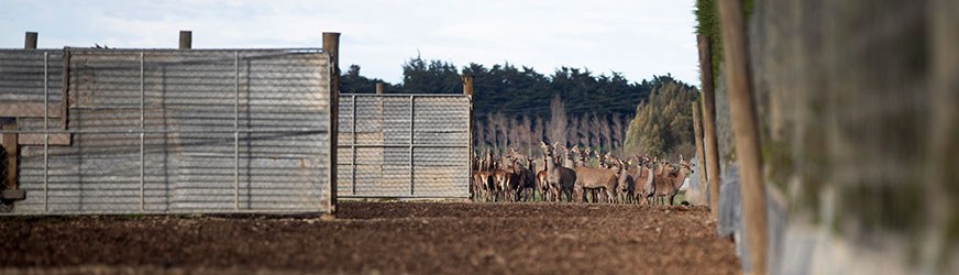 A herd of deer are on the lookout before being moved into the yards at the Nelsons’ farm.