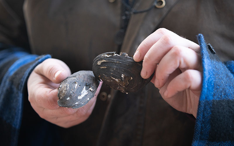 Kākahi (native freshwater mussel) shells.