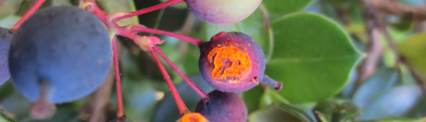 Biocontrol application feedback - Environment Southland